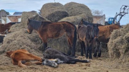 Падеж лошадей в Акмолинской области: подробности сообщили в МСХ