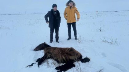 Лошади гибнут от голода в Улытауской области