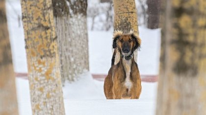 В Акорде рассказали о чистокровных тазы Токаева. Фото и видео