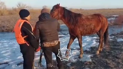 Двух пастухов спасли из затопленного района Абайской области