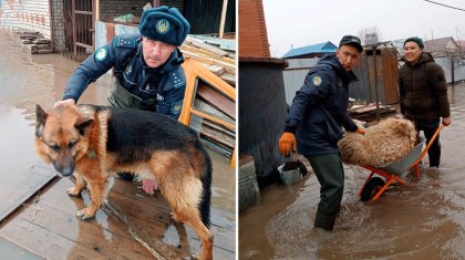 Пострадавшим из-за паводков компенсируют потерю скота