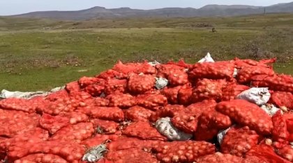 Тоннами гнилого лука завалены горы в Жамбылской области