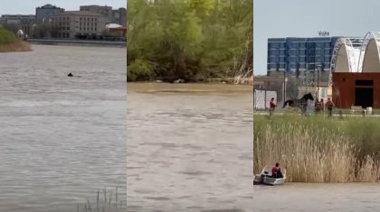 Тонущую в Урале лошадь спасли в Атырау (ВИДЕО)