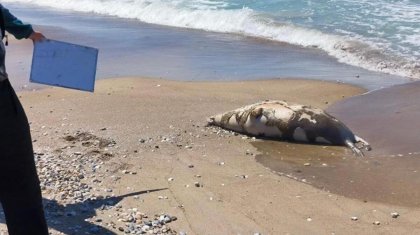 Еще десятки мертвых тюленей нашли на побережье Каспийского моря в Мангистау