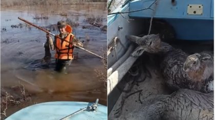 Зайцев и косуль спасли экологи в затопленных районах ЗКО (ВИДЕО)