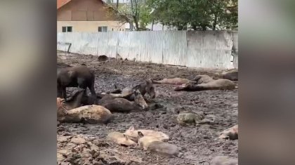 Живых, умирающих и мертвых животных во дворе дома сняли на видео в Алматинской области