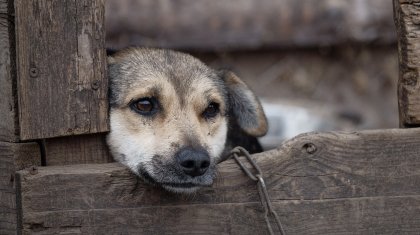 Отчим жестоко избил 3-летнюю девочку и заставил ее ночевать в конуре с собакой