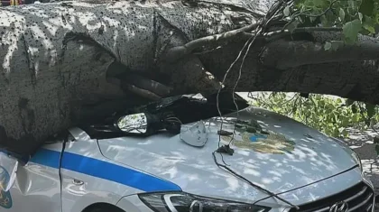 В Алматы дерево упало на патрульное авто с полицейскими внутри