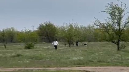 Бродячие собаки напали на ребенка в Уральске (ВИДЕО)