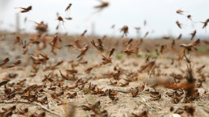 Будет ли эффект? Миллиарды тенге потратили на борьбу с саранчой