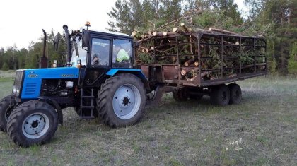 Лес вырубали по липовым документам в «Семей орманы»