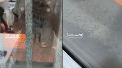 Полчища комаров атаковали жителей Астаны (ВИДЕО)