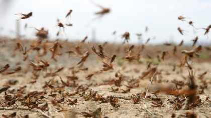 Нашествие саранчи в Казахстане: чиновники выехали в регионы