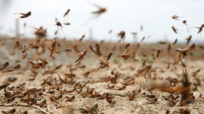 Площадь химобработки против саранчи в Казахстане больше, чем во всех странах ЦА