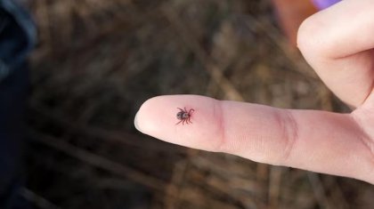 В Минздраве рассказали, как уберечь себя от клещей