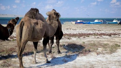 Объем воды увеличился в Северном Аральском море