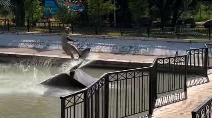 Серфер прокатился на доске по реке в Алматы (ВИДЕО)