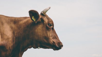 На севере Казахстана двое детей заболели бруцеллезом