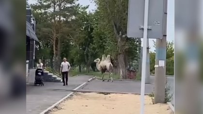 Гуляющего по улицам города верблюда сняли на видео в Павлодаре