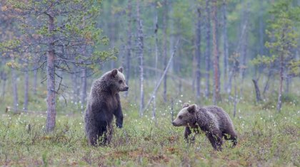 Медведи на кладбище напугали жителей ВКО