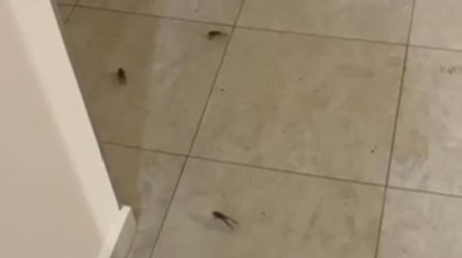 Лягушки заполонили многоэтажный дом в Астане (ВИДЕО)