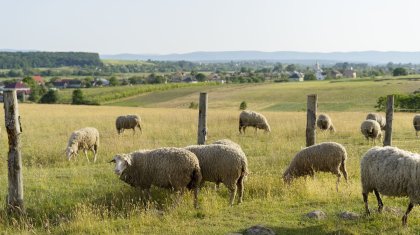 Пилотная сельскохозяйственная перепись в Казахстане: где она пройдет?