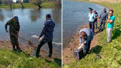 Массовый замор мальков рыбы произошел в русле реки Урал