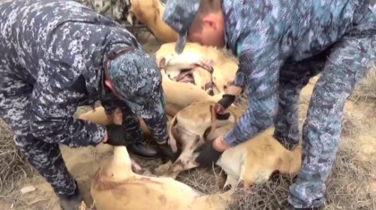 Вооруженных браконьеров задержали в Улытауской области (ВИДЕО)