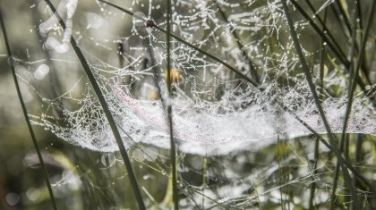 Похолодание, заморозки и туманы прогнозируют в Казахстане синоптики