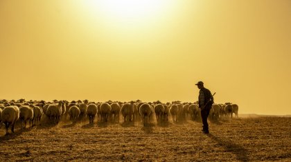 Пастух был вынужден обратиться в полицию после встречи с незнакомой женщиной на юге Казахстана