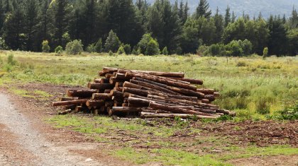 Факт хищения леса выявили в резервате «Семей орманы»