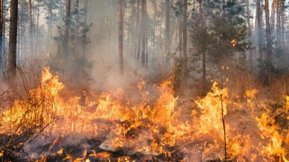 Количество лесных пожаров в Акмолинской области за год сократилось в 34 раза