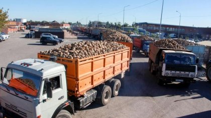 Рекордный урожай сахарной свеклы соберут в Казахстане