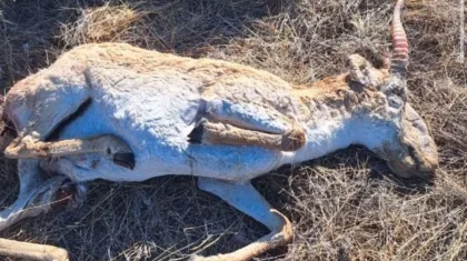 В Атырауской области продолжается гибель сайгаков