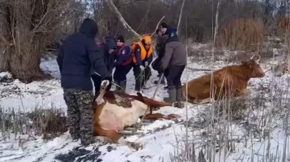 Коровы провалились под лед в Уральске (ВИДЕО)