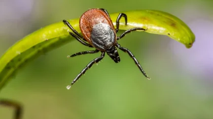 Присосавшийся к казахстанцу клещ оказался энцефалитным в Алматы