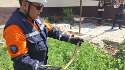 Заползшая во двор змея напугала жителей Шымкента