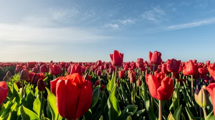 Аким оказалась в центре скандала из-за селфи с букетом тюльпанов в Актюбинской области