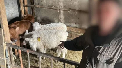 У фермера из-под носа десятками похищали породистый скот в СКО