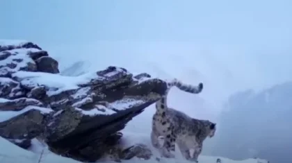 Два снежных барса попали в фотоловушки в Катон-Карагае (ВИДЕО)