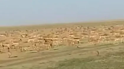 Многотысячное стадо сайгаков напугало жителей Павлодарской области (ВИДЕО)