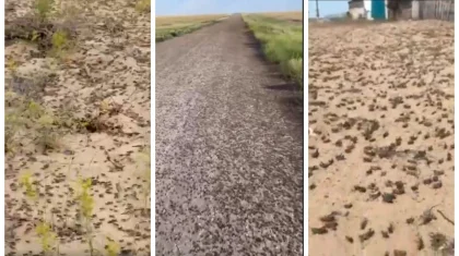 В Минсельхозе РК ответили на видео о массовом нашествии саранчи в трех областях