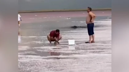 На озере Кобейтуз снова воруют розовую соль: видео появилось в сети