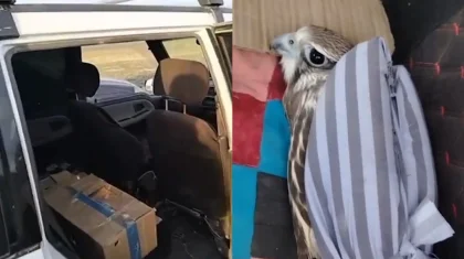 Водителя с краснокнижной птицей в салоне авто задержали в ВКО (ВИДЕО)