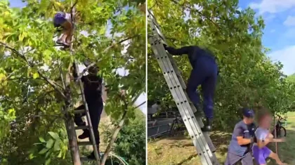 Десятилетнюю девочку сняли с дерева спасатели в Костанае