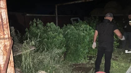 Плантацию конопли нашли во дворе частного дома в Актобе (ВИДЕО)