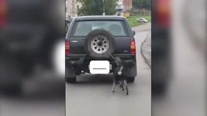 Жестокое обращение с животным в ВКО: собаку везли, привязав к авто (ВИДЕО)