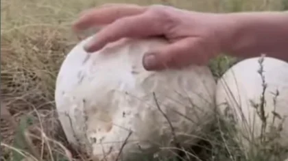 В горах Восточного Казахстана нашли грибы размером с мяч (ВИДЕО)
