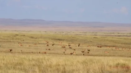 Редкие кадры: миграцию сайгаков засняли в Карагандинской области  (ВИДЕО)