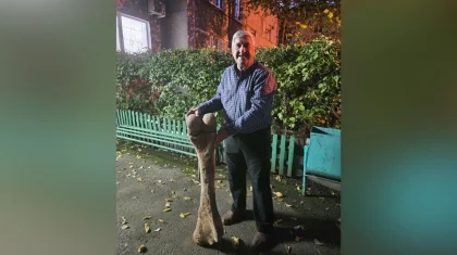 Привет из каменного века: кость мамонта нашли в СКО